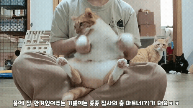 [똥괭이네] 무던한 고양이.gif | 인스티즈