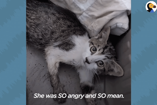 성격있는 아기고양이 정성으로 돌보기.gif | 인스티즈