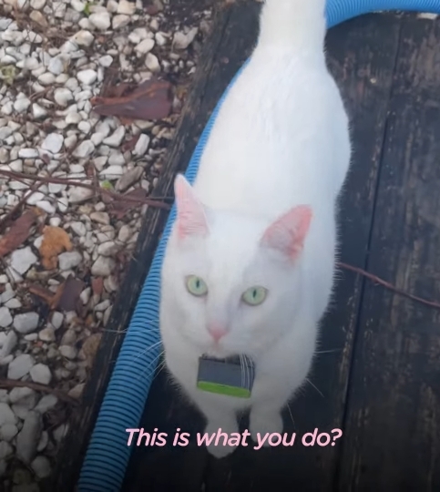 배송기사님 반기느라 바쁜 고양이.gif | 인스티즈