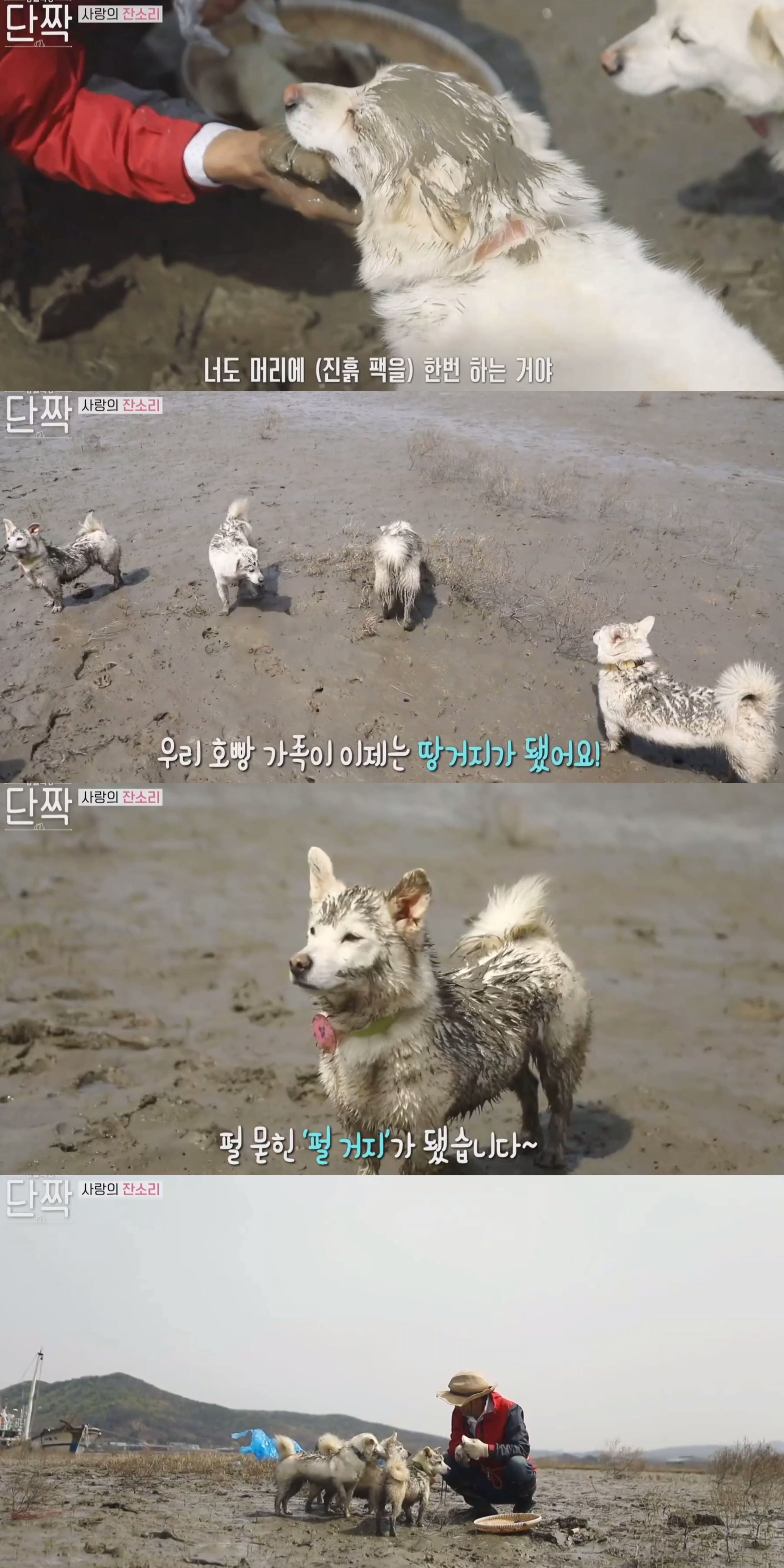 귀엽고 주인 할아버지가 웃긴 호빵이네 가족.jpg | 인스티즈