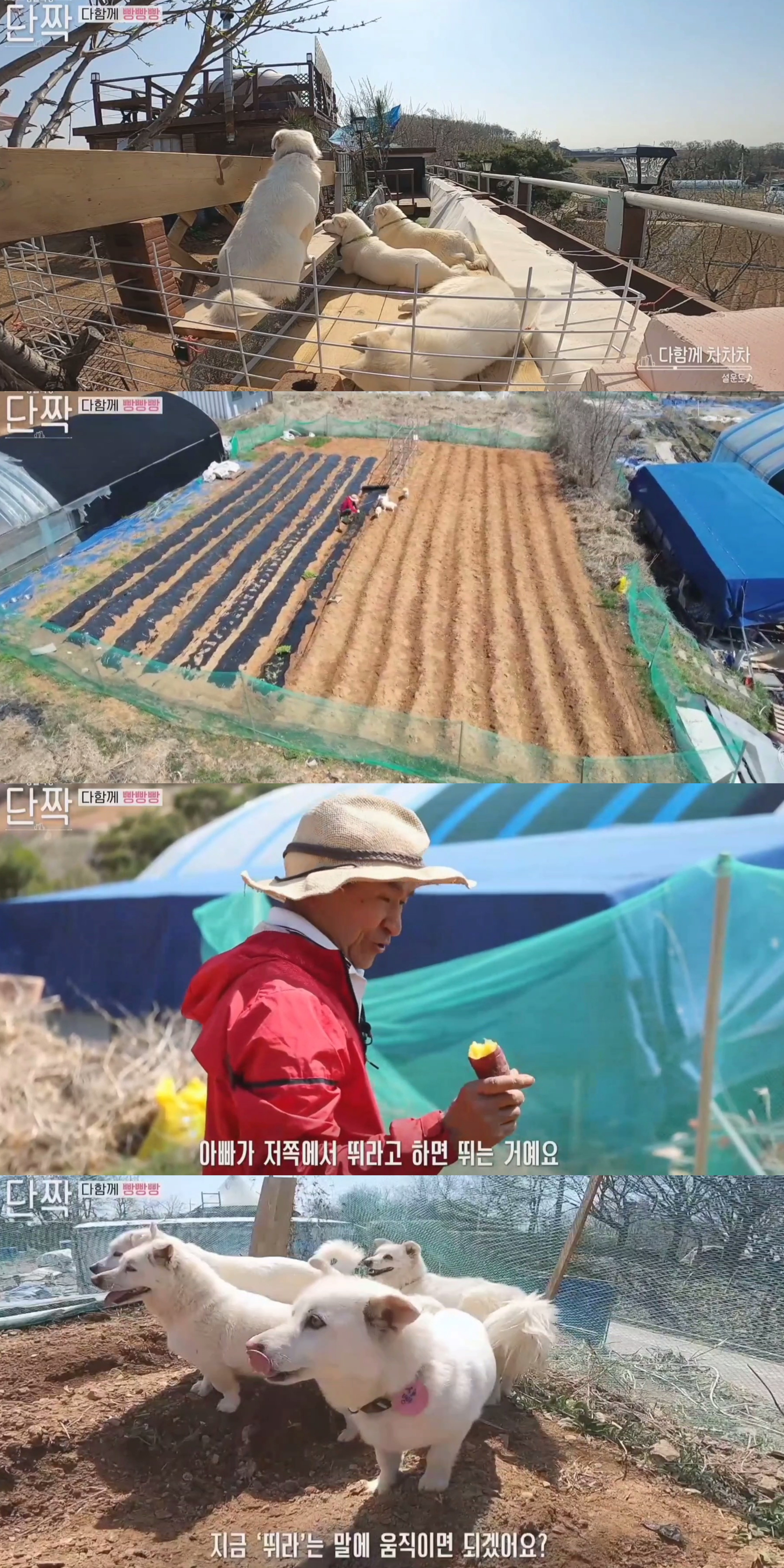 귀엽고 주인 할아버지가 웃긴 호빵이네 가족.jpg | 인스티즈