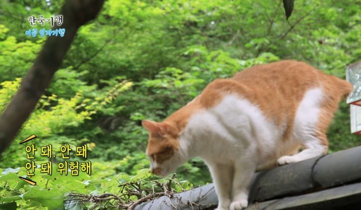 한국기행보는데 고양이가 귀여움 | 인스티즈