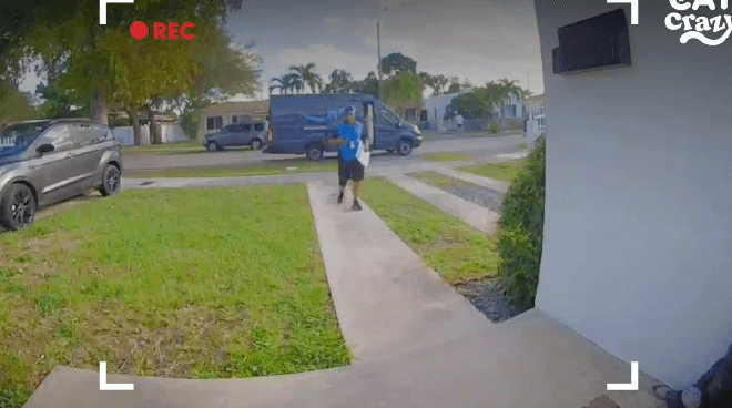 배송기사님 반기느라 바쁜 고양이.gif | 인스티즈