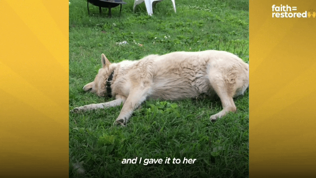 떠돌이 개에서 사랑받는 댕댕이가 되기까지.gif | 인스티즈