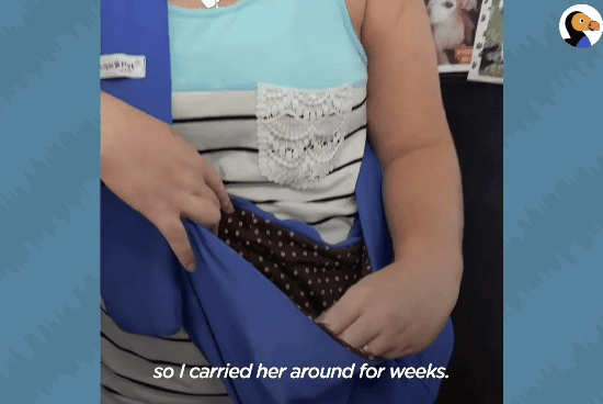 성격있는 아기고양이 정성으로 돌보기.gif | 인스티즈