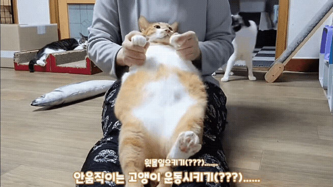 [똥괭이네] 무던한 고양이.gif | 인스티즈