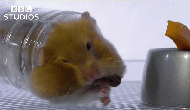 햄스터가 볼에 먹이를 저장하는법.gif | 인스티즈