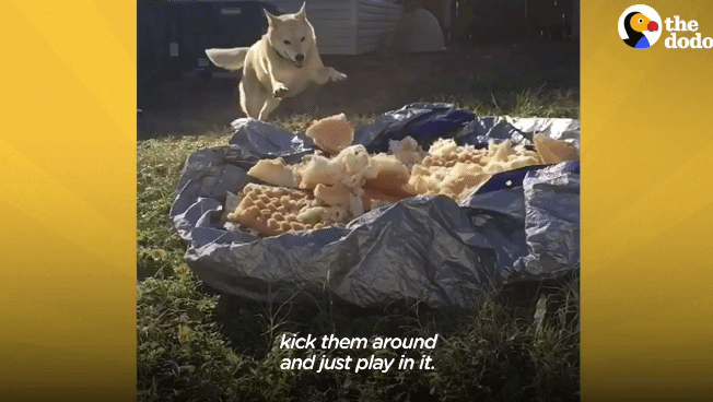 떠돌이 개에서 사랑받는 댕댕이가 되기까지.gif | 인스티즈