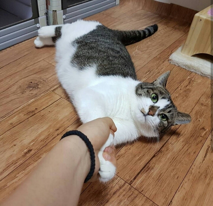 산냥이시절과 집냥이시절이 완전 다른 고양이 | 인스티즈