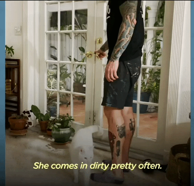 배송기사님 반기느라 바쁜 고양이.gif | 인스티즈