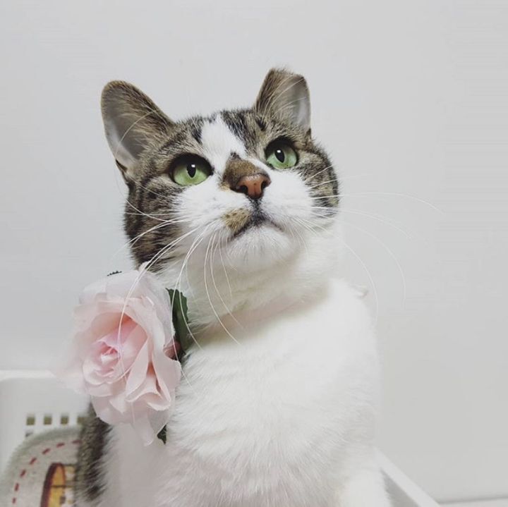 산냥이시절과 집냥이시절이 완전 다른 고양이 | 인스티즈