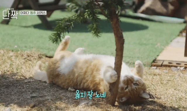 귀엽고 주인 할아버지가 웃긴 호빵이네 가족.jpg | 인스티즈