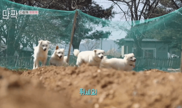 귀엽고 주인 할아버지가 웃긴 호빵이네 가족.jpg | 인스티즈