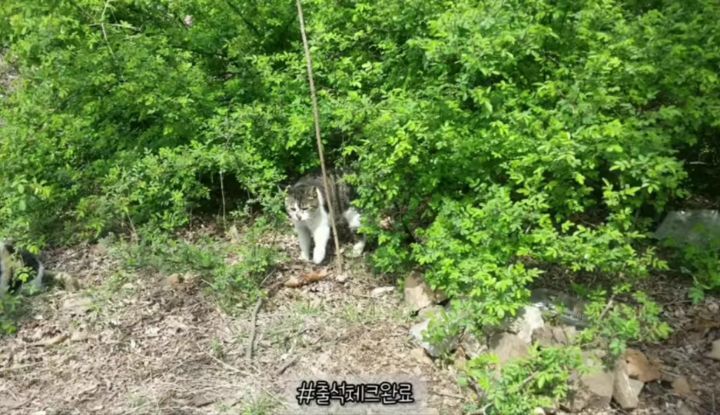 산냥이시절과 집냥이시절이 완전 다른 고양이 | 인스티즈