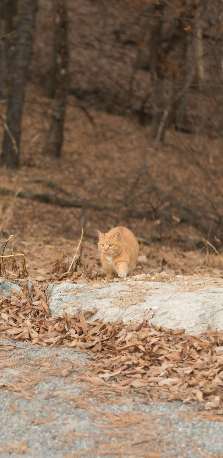 대낮부터 한 잔 걸친 고양이.gif | 인스티즈
