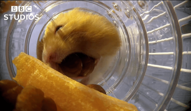 햄스터가 볼에 먹이를 저장하는법.gif | 인스티즈