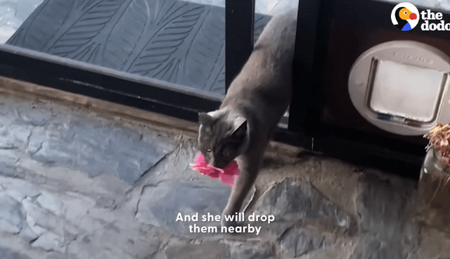 동백꽃 선물해주는 고양이.gif | 인스티즈