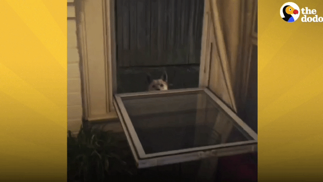 떠돌이 개에서 사랑받는 댕댕이가 되기까지.gif | 인스티즈