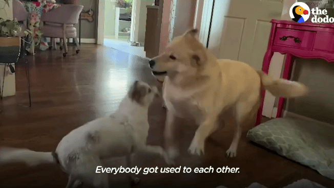 떠돌이 개에서 사랑받는 댕댕이가 되기까지.gif | 인스티즈