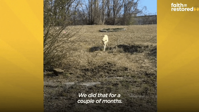 떠돌이 개에서 사랑받는 댕댕이가 되기까지.gif | 인스티즈