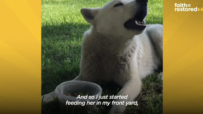 떠돌이 개에서 사랑받는 댕댕이가 되기까지.gif | 인스티즈