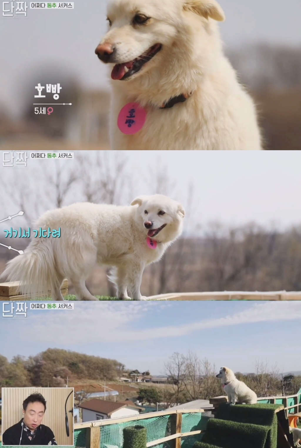 귀엽고 주인 할아버지가 웃긴 호빵이네 가족.jpg | 인스티즈