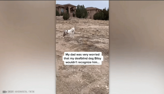 구조해준 사람들과 재회한 동물들.gif | 인스티즈