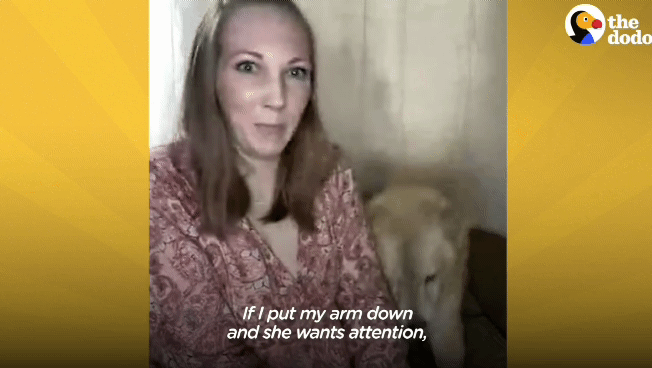 떠돌이 개에서 사랑받는 댕댕이가 되기까지.gif | 인스티즈