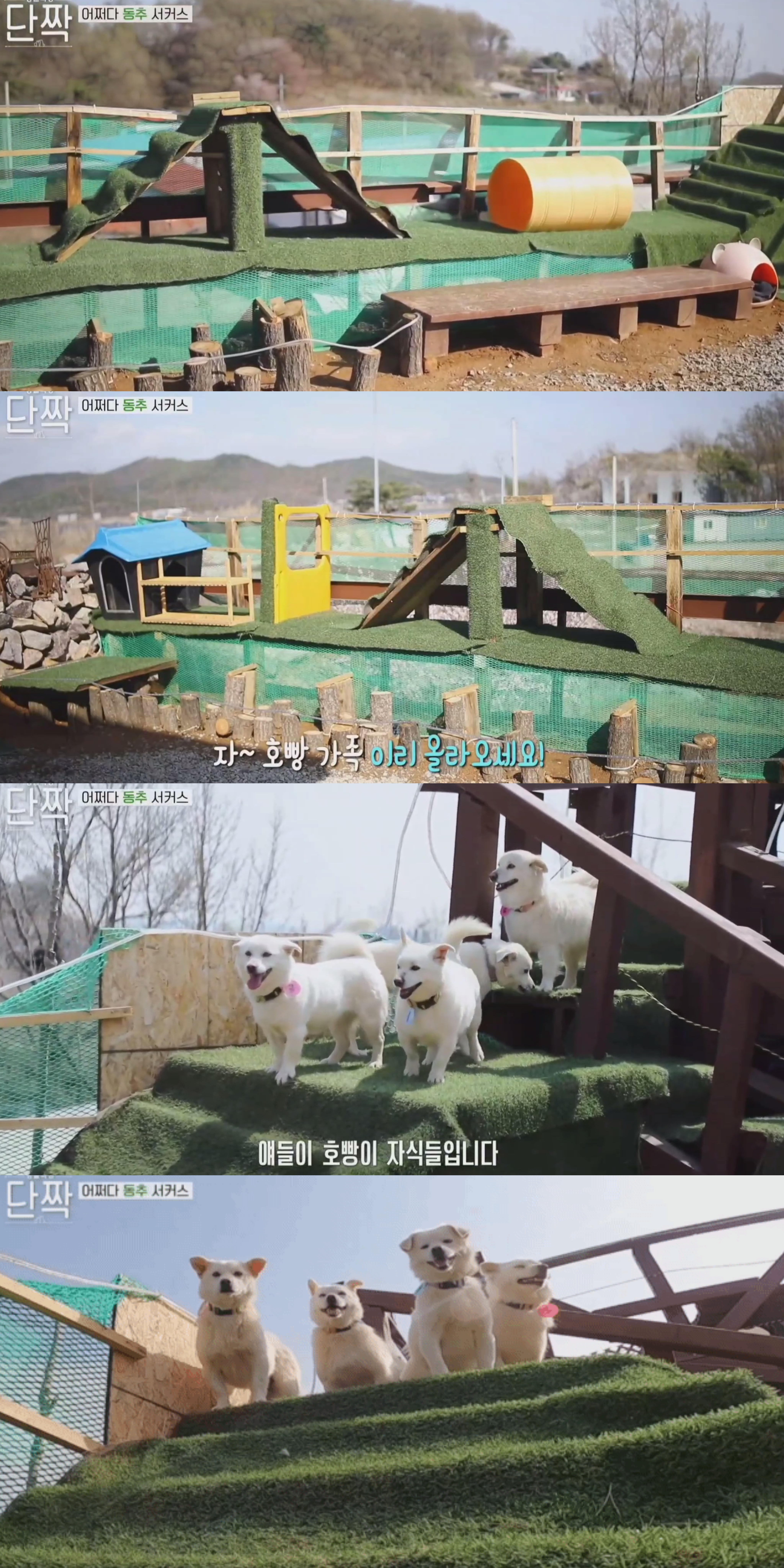 귀엽고 주인 할아버지가 웃긴 호빵이네 가족.jpg | 인스티즈