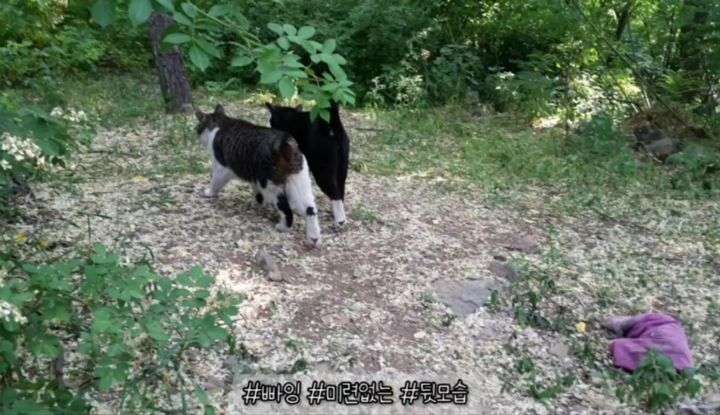 산냥이시절과 집냥이시절이 완전 다른 고양이 | 인스티즈
