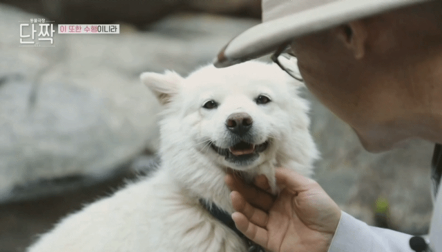 평화롭고 귀여운 견보살 댕댕남매.gif | 인스티즈