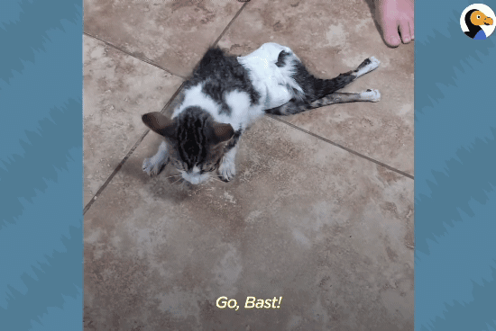 성격있는 아기고양이 정성으로 돌보기.gif | 인스티즈