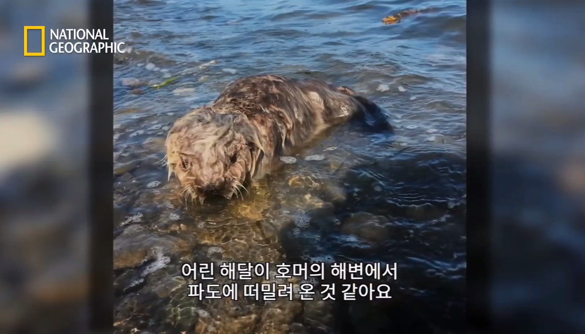 작고 소중한 새끼해달 구조 작전.gif | 인스티즈