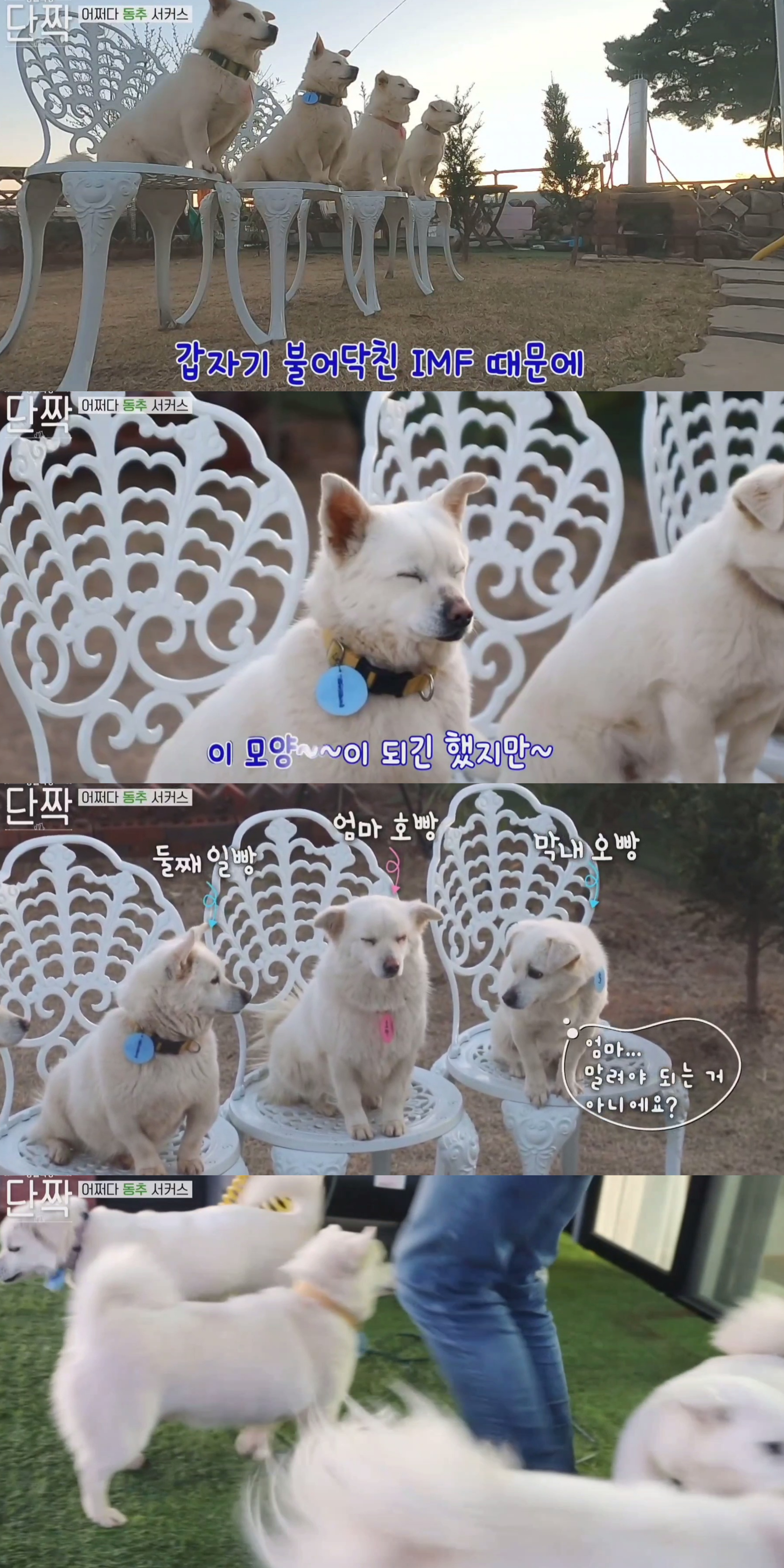 귀엽고 주인 할아버지가 웃긴 호빵이네 가족.jpg | 인스티즈