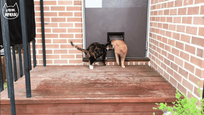 대낮부터 한 잔 걸친 고양이.gif | 인스티즈