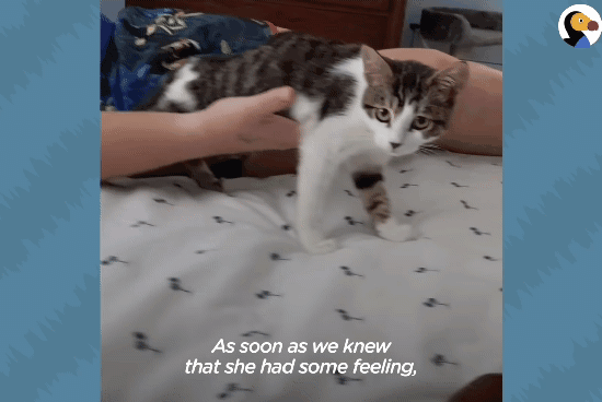 성격있는 아기고양이 정성으로 돌보기.gif | 인스티즈