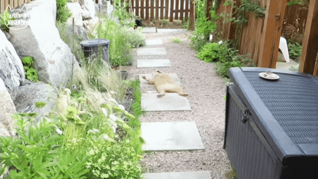 대낮부터 한 잔 걸친 고양이.gif | 인스티즈