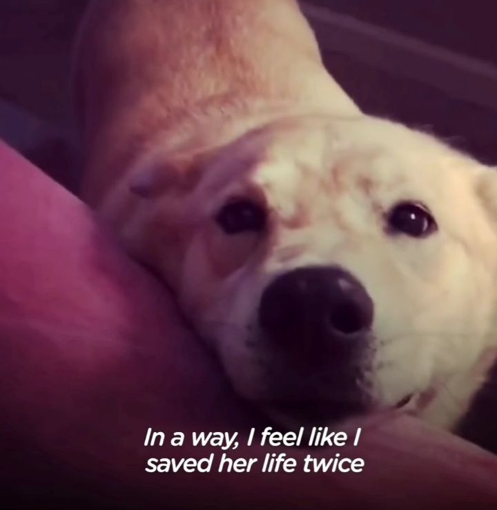 떠돌이 개에서 사랑받는 댕댕이가 되기까지.gif | 인스티즈