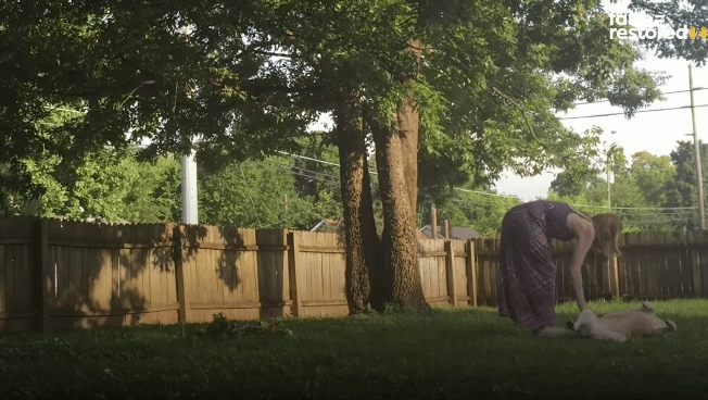 떠돌이 개에서 사랑받는 댕댕이가 되기까지.gif | 인스티즈