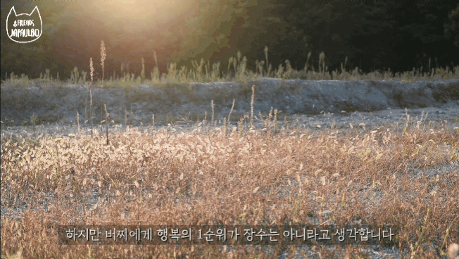 대낮부터 한 잔 걸친 고양이.gif | 인스티즈