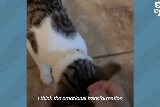 성격있는 아기고양이 정성으로 돌보기.gif | 인스티즈