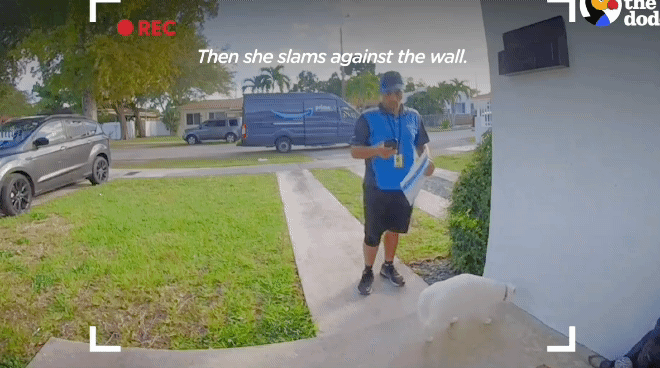 배송기사님 반기느라 바쁜 고양이.gif | 인스티즈