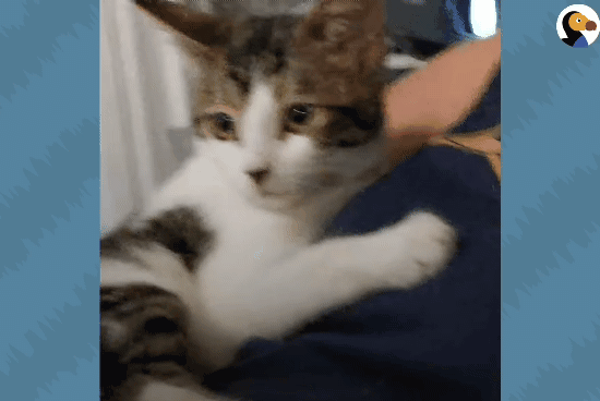 성격있는 아기고양이 정성으로 돌보기.gif | 인스티즈