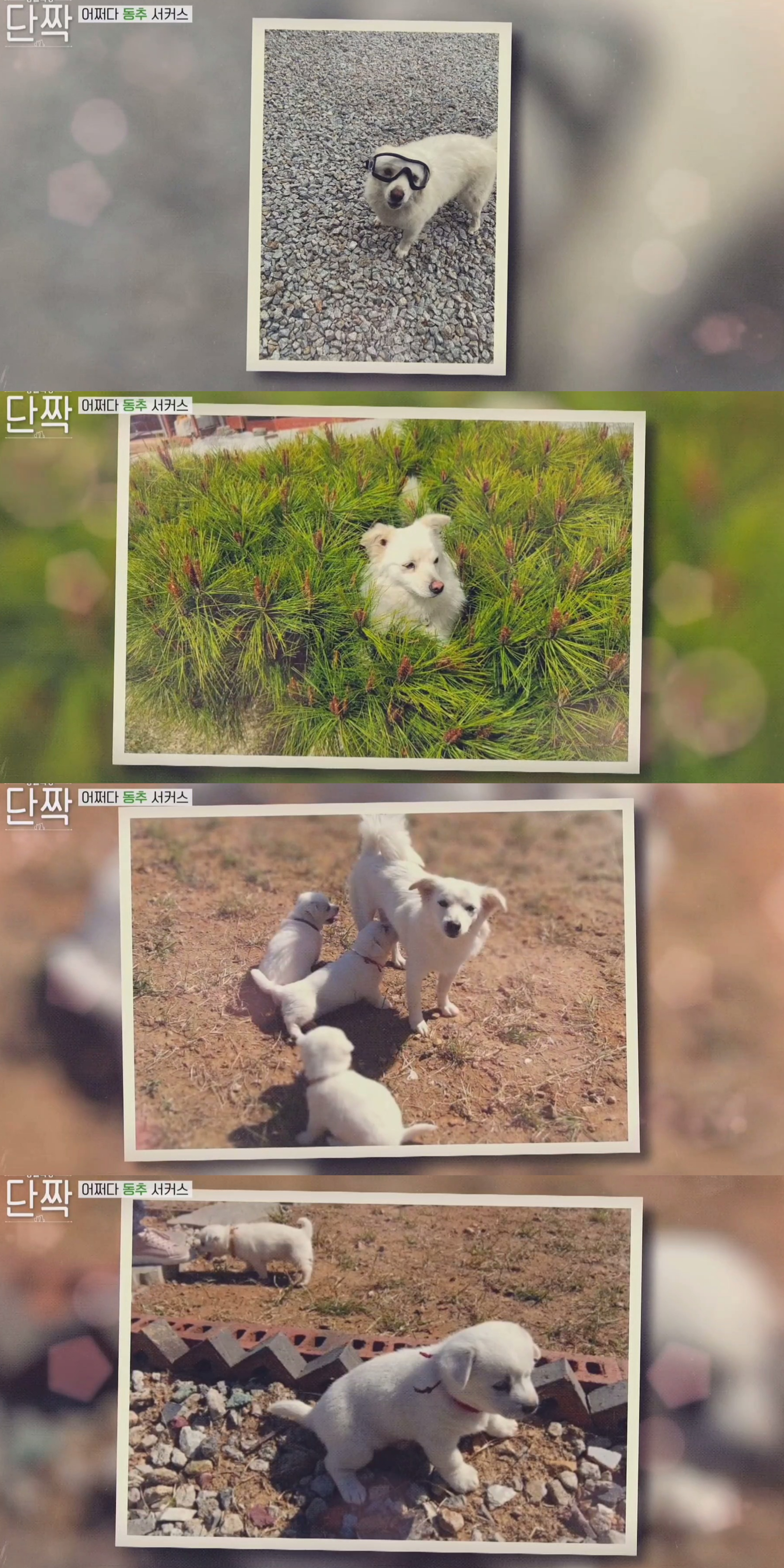 귀엽고 주인 할아버지가 웃긴 호빵이네 가족.jpg | 인스티즈