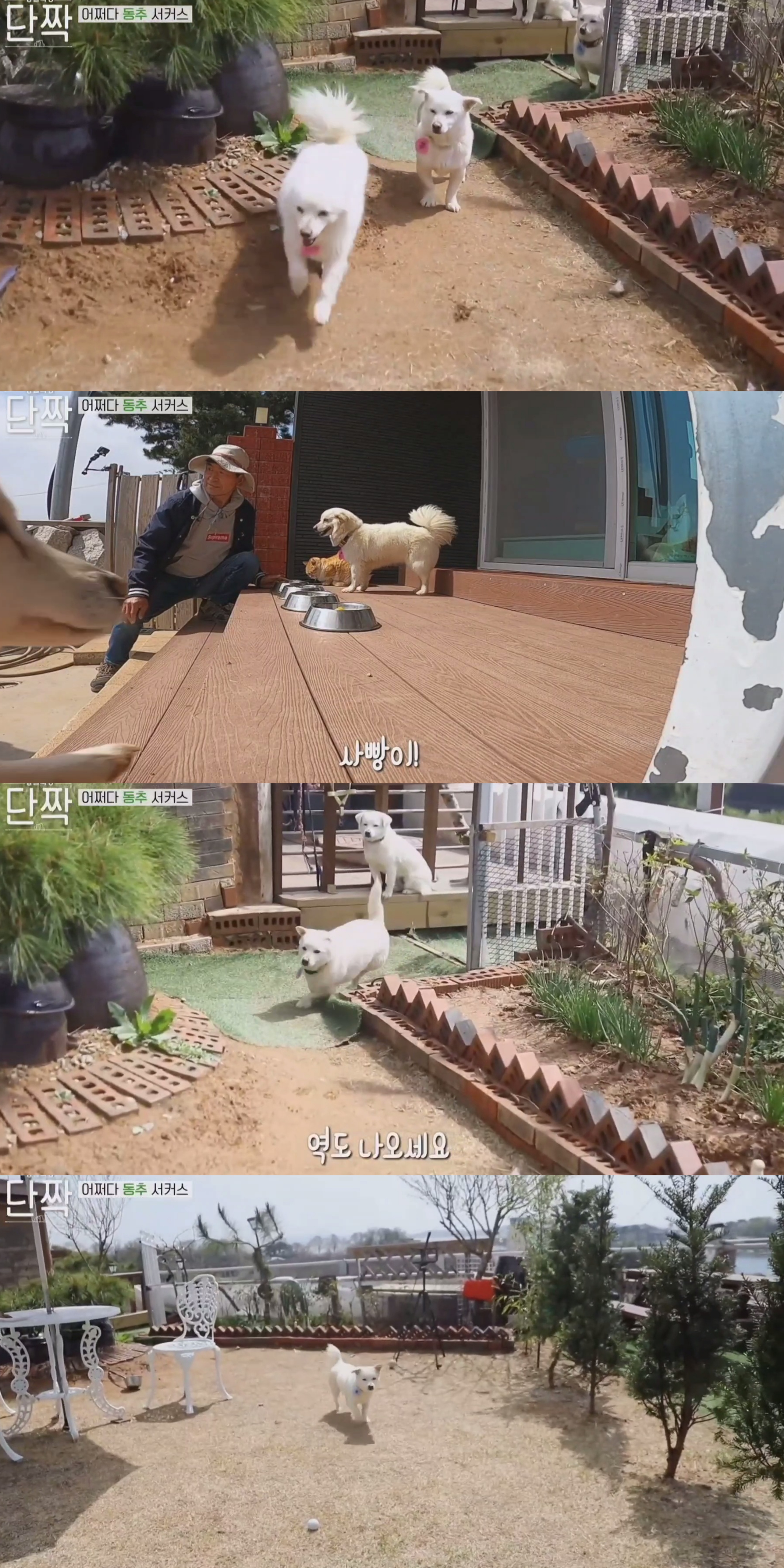 귀엽고 주인 할아버지가 웃긴 호빵이네 가족.jpg | 인스티즈