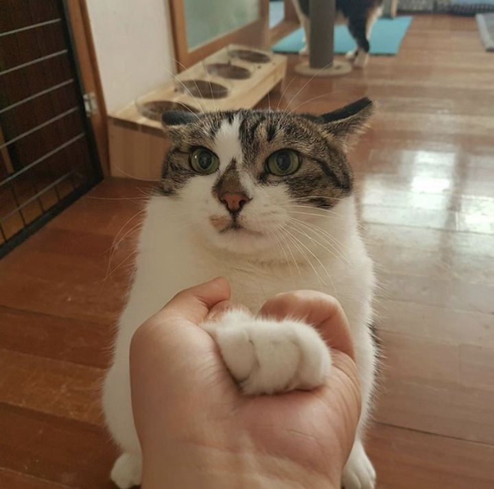 산냥이시절과 집냥이시절이 완전 다른 고양이 | 인스티즈