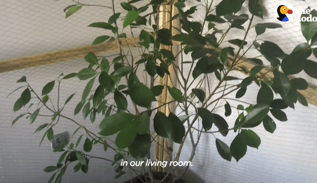 7eb02cc388691ecf9190806e2ef6a603f7f17032