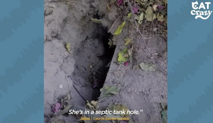 성격있는 아기고양이 정성으로 돌보기.gif | 인스티즈