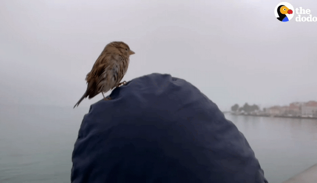 81539584a510423a20477d53fc44397f97c911d8