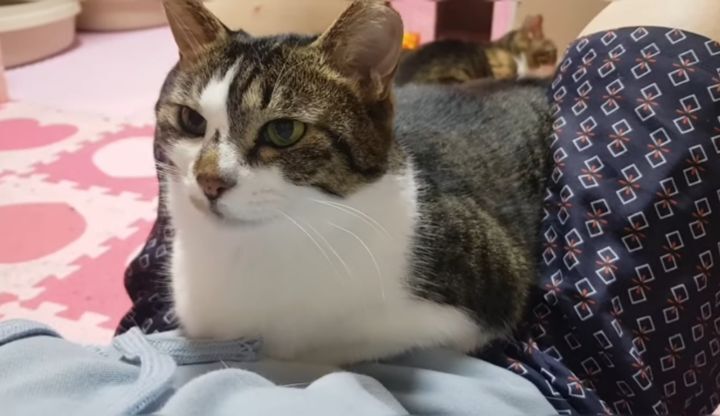 산냥이시절과 집냥이시절이 완전 다른 고양이 | 인스티즈